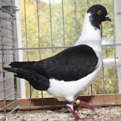 Deutsche Modeneser Gazzi (schwarz)